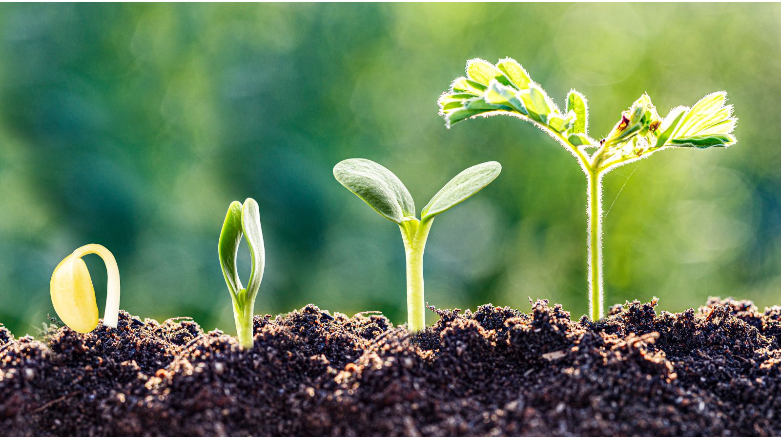 Intelligenza artificiale integrata nel Business English nel processo di apprendimento e crescita