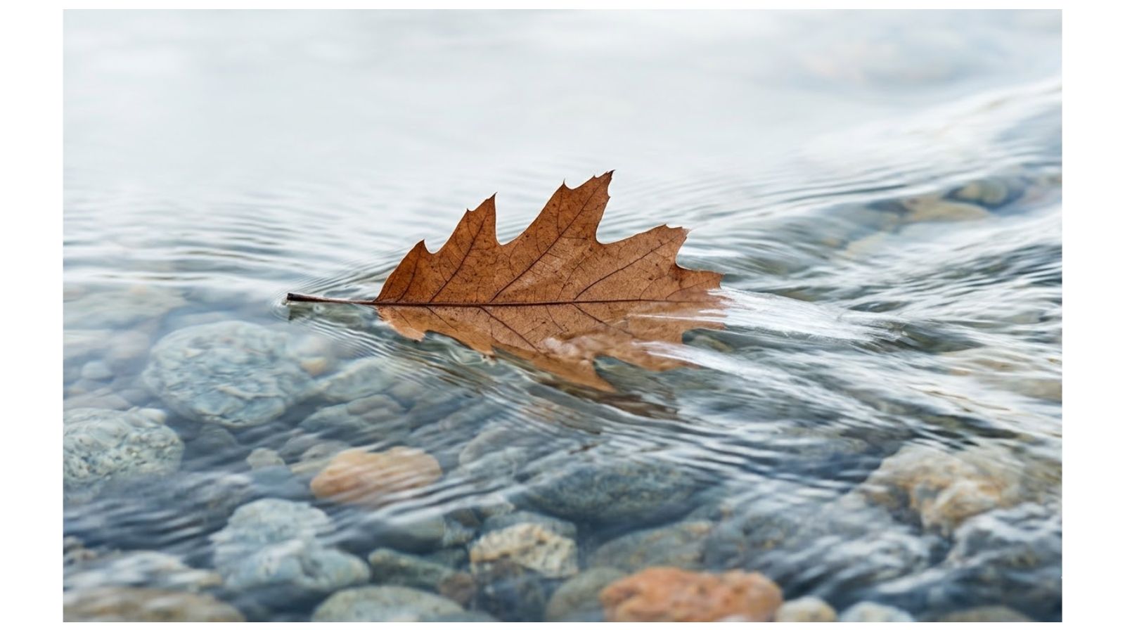 Partecipante silenzioso in una video call di lavoro mentre altri colleghi discutono attivamente: una foglia che scorre fluida su un fiume a rappresentazione del silenzio come falso consenso